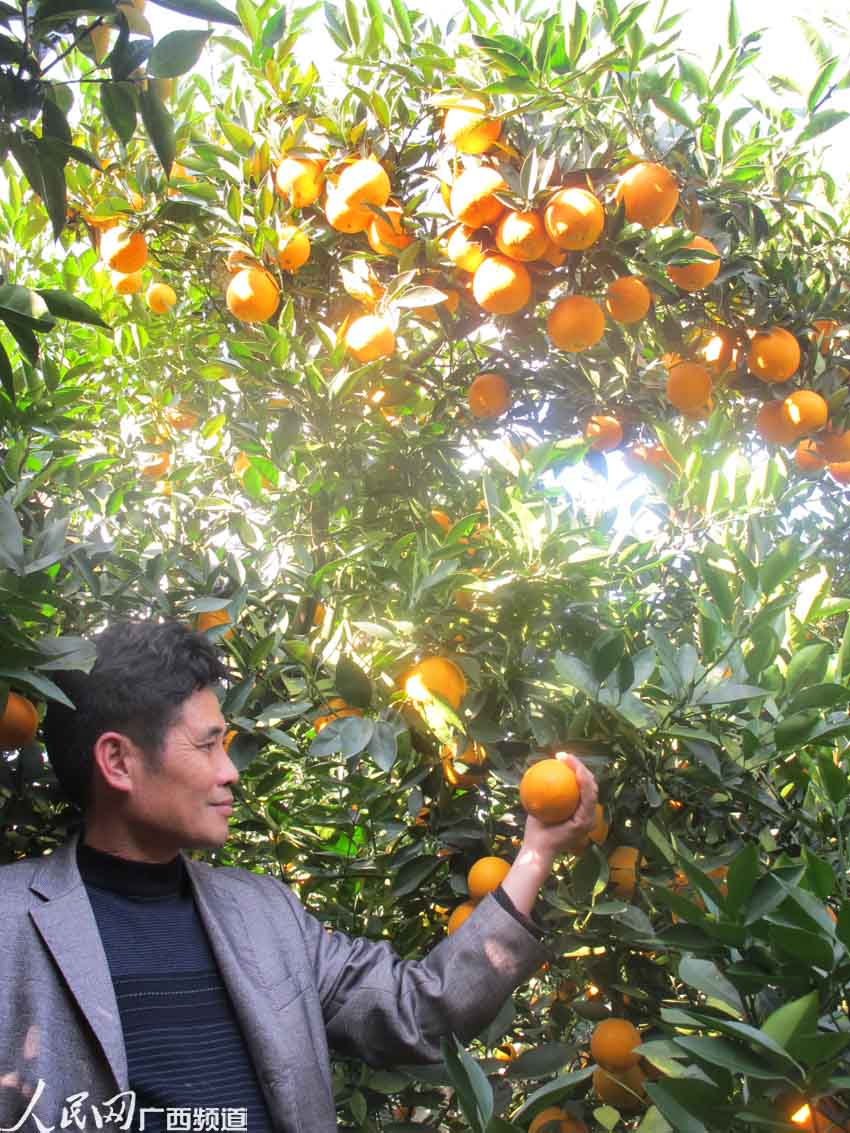 德保脐橙天下鲜