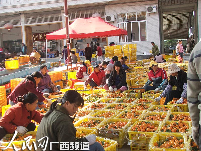 图为砂糖桔加工处理一角（覃波/摄）