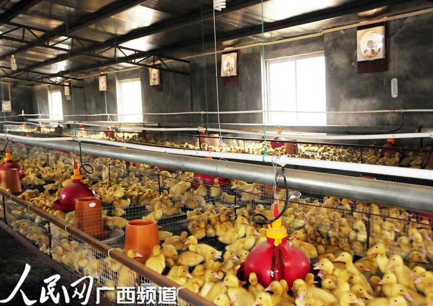 广西华兴集团鸭苗孵化场地(记者王勇-摄)