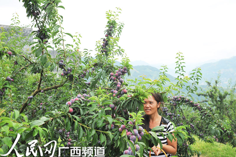 天峨县八腊龙滩珍珠李节7月27日隆重举办【6】