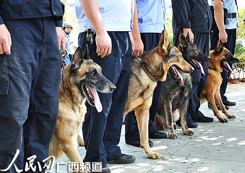 高清:贺州反恐应急演练警犬帅气亮相