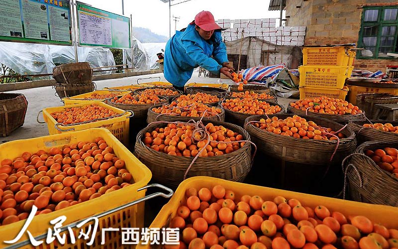 高清大图:广西融安金桔供应春节市场