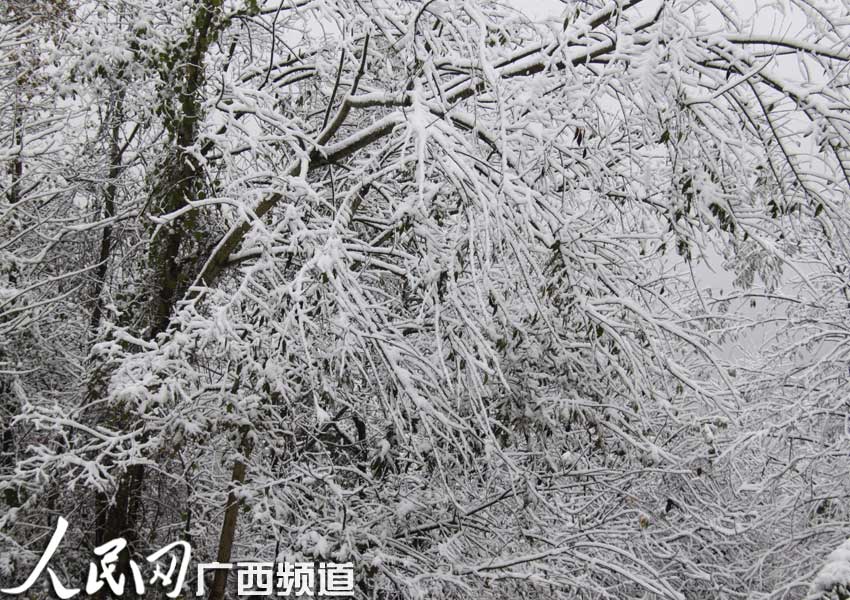 高清:广西隆林喜迎2014年第一场瑞雪 雪景妖娆