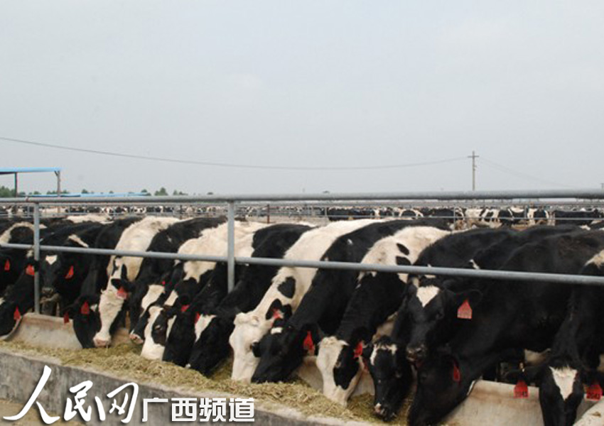 广西北海对2868头澳大利亚进口种用奶牛进行