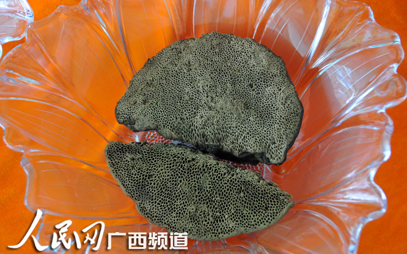 高清:田林县积极展览推介灵芝品种及产品