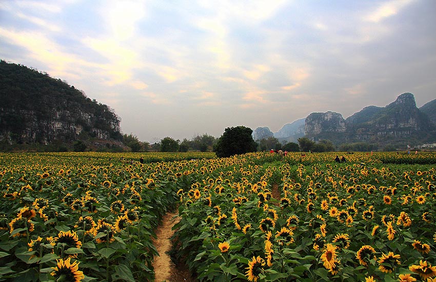 夕阳下的上林葵花