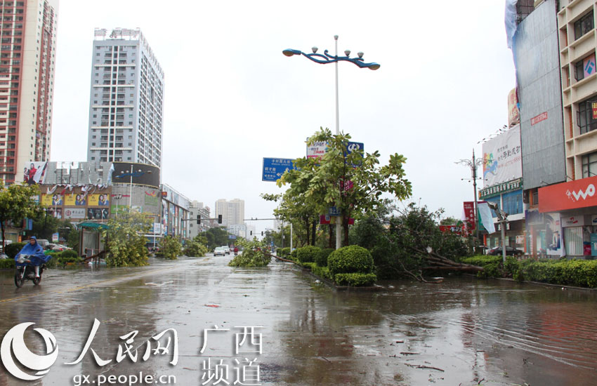 台风威马逊来袭 钦州市主干道8成以上树木被
