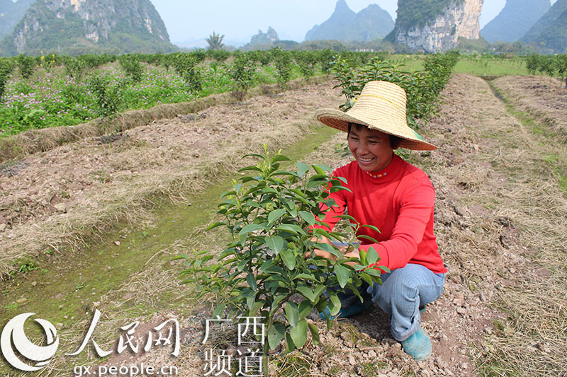 桂林市荔浦县青山镇龙头山村农民秦姗