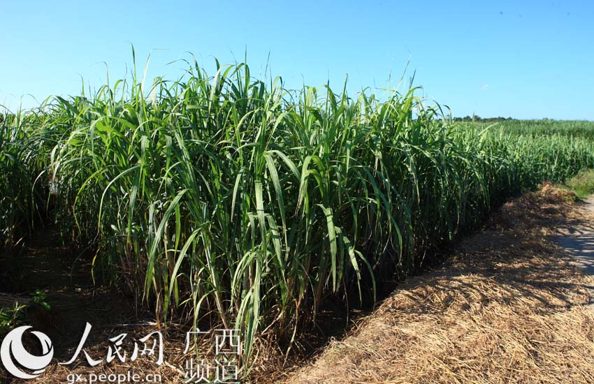 当前时间_当前农民收入成数