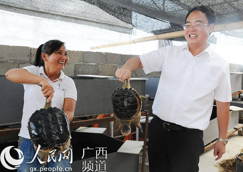 龙州县委书记秦昆察看龟鳖养殖情况