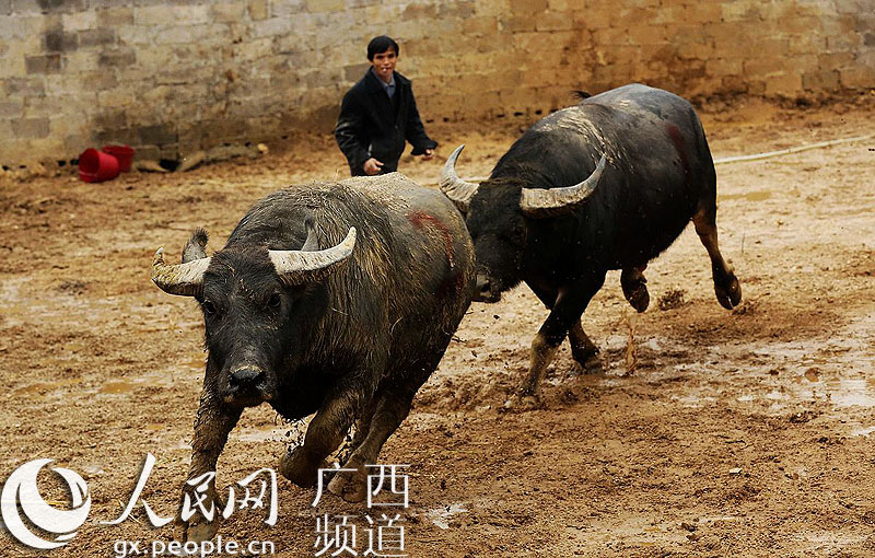 12月2日,广西柳州市融安县大良镇新寨村,一头公牛正在追赶斗败的公牛.