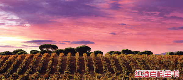 斗牛士的果敢:西班牙葡萄酒产区