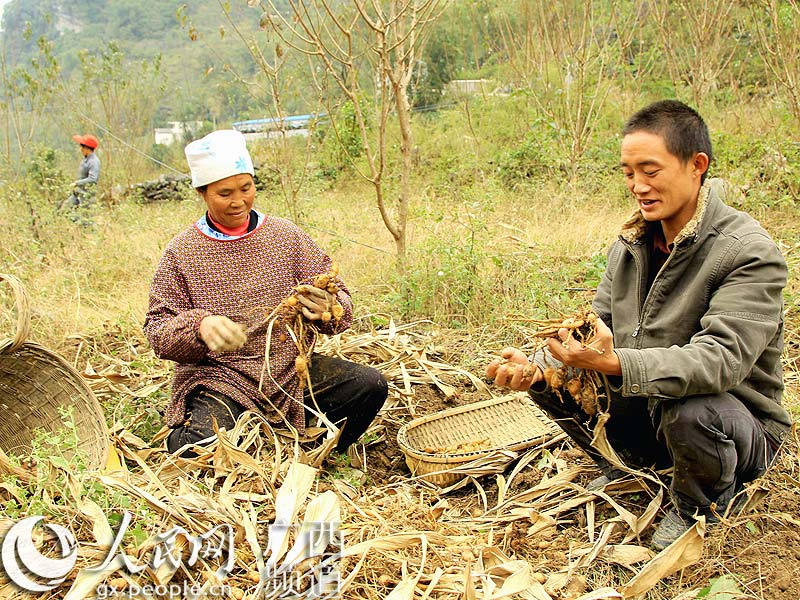 广西凌云:农民种植郁金让土地生金