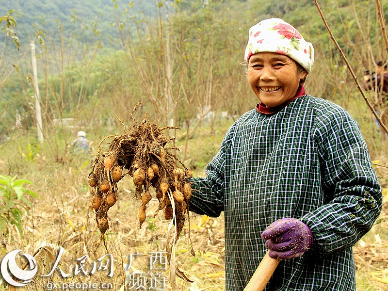 广西凌云:农民种植郁金让土地生金