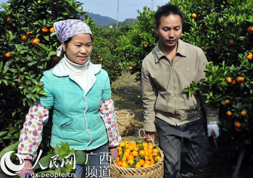 广西西林水果种植面积达14万亩 小水果撬动大