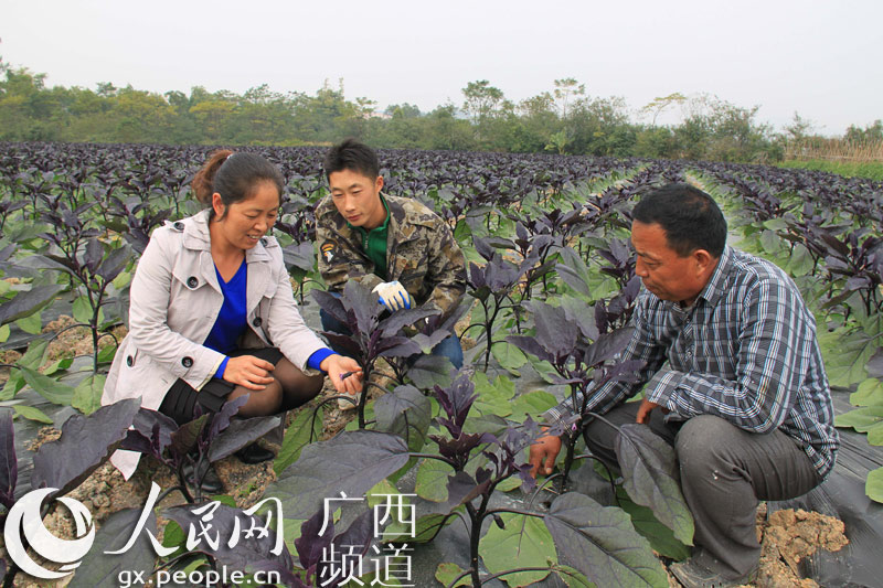 CCTV7大地茄子的栽培与管理视频