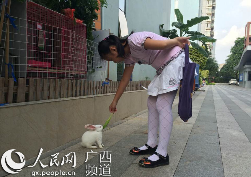 梦开始的地方 我们和小兔共成长--记南宁市滨
