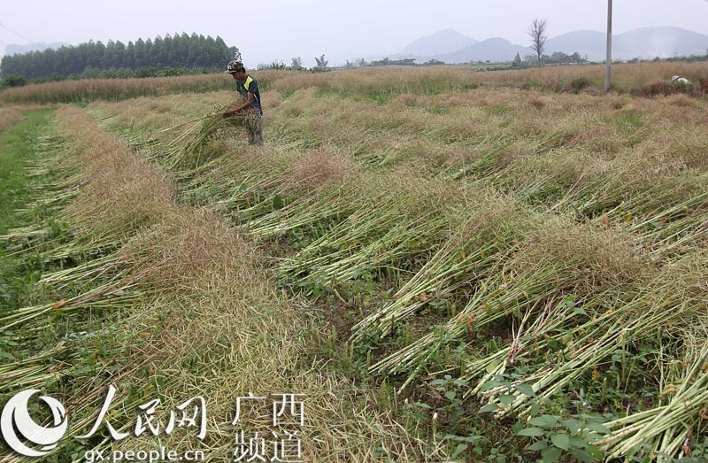 广西:深山喜收油菜籽