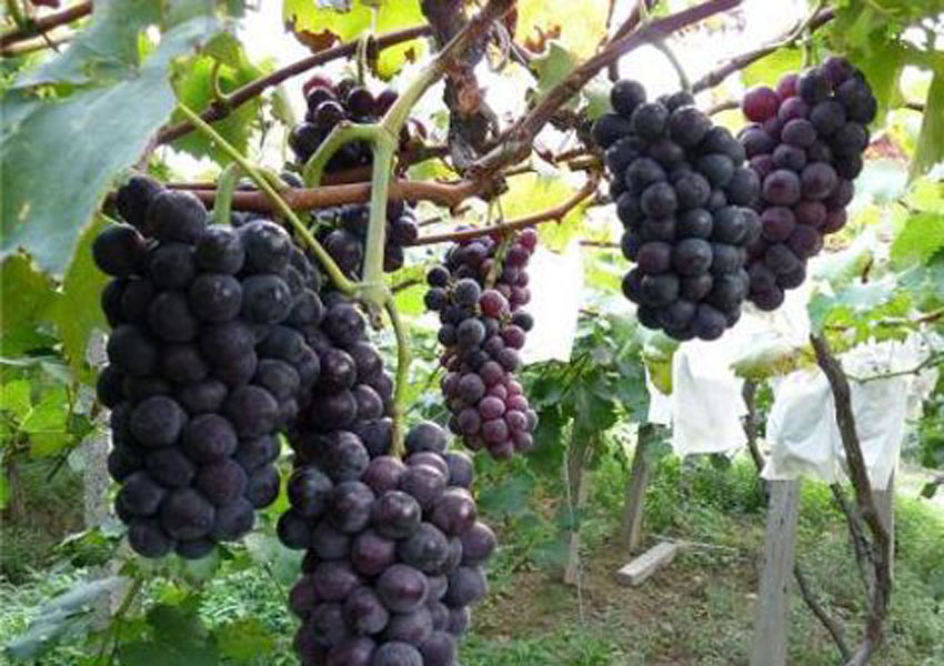 广西宜州将于6月13日-6月30日举办首届葡萄节