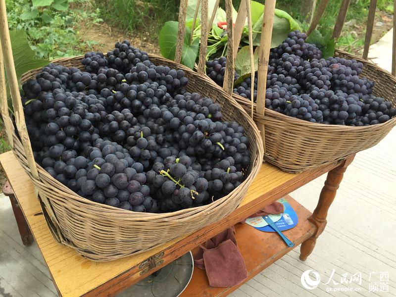 歌仙刘三姐故里宜州市举办首届葡萄节