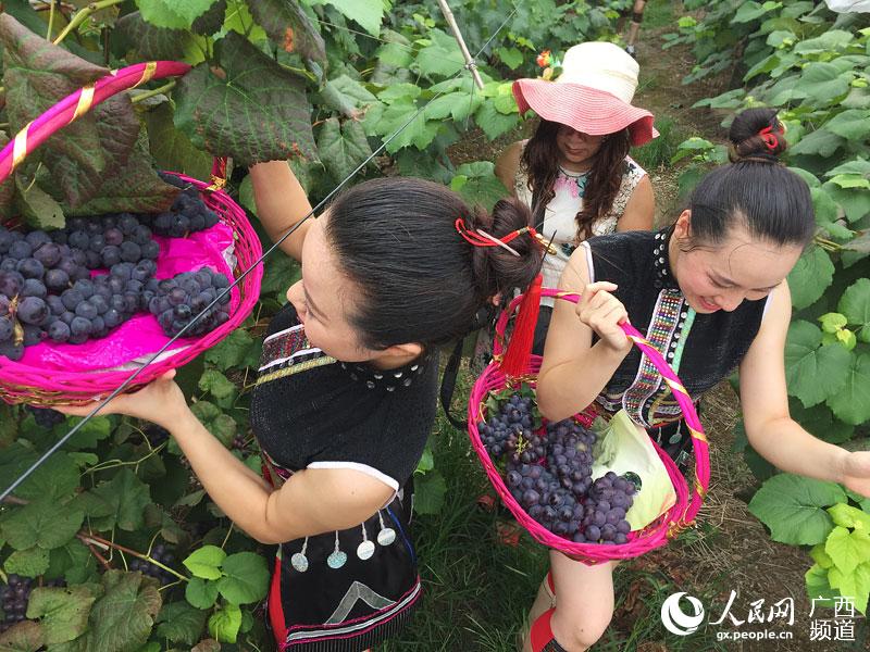 歌仙刘三姐故里宜州市举办首届葡萄节