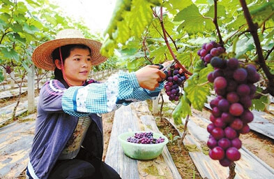 覃塘区夏黑葡萄种植基地葡萄陆续进入收获季节