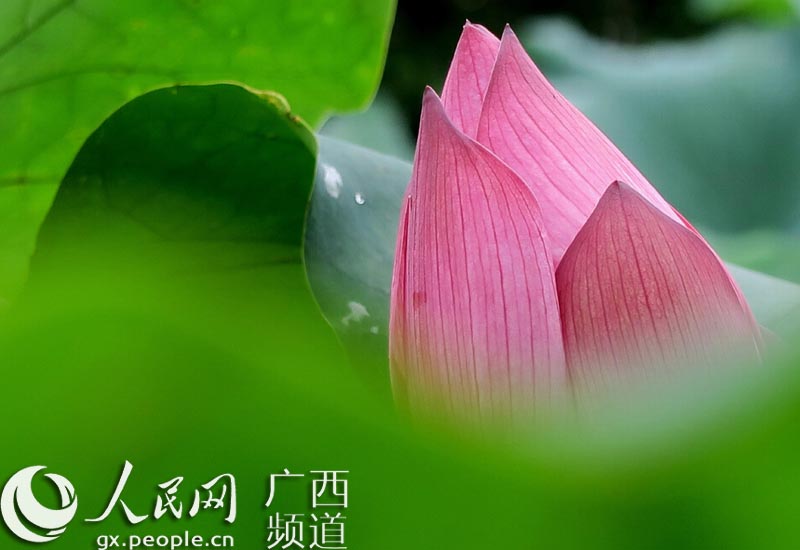 ���{�ﭰ�B�Ѯ� �B�Z�����v�۶}��ޥ����[����