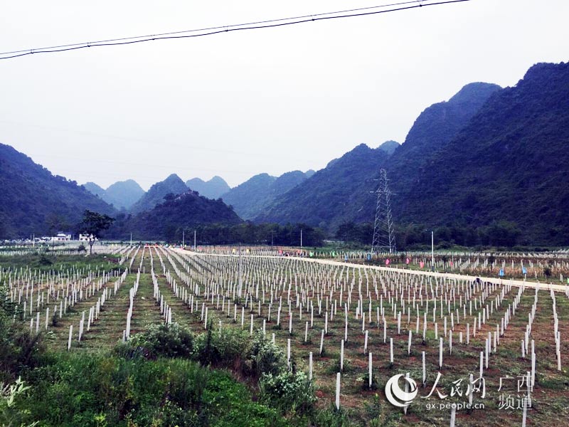 广西都安头亮屯获游客点赞
