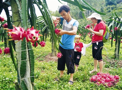 本地火龙果热销