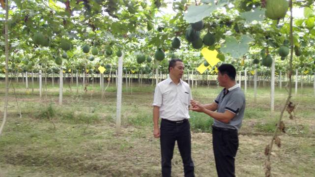 蒙山屯治杜瓜蒌示范基地成功引进新品种