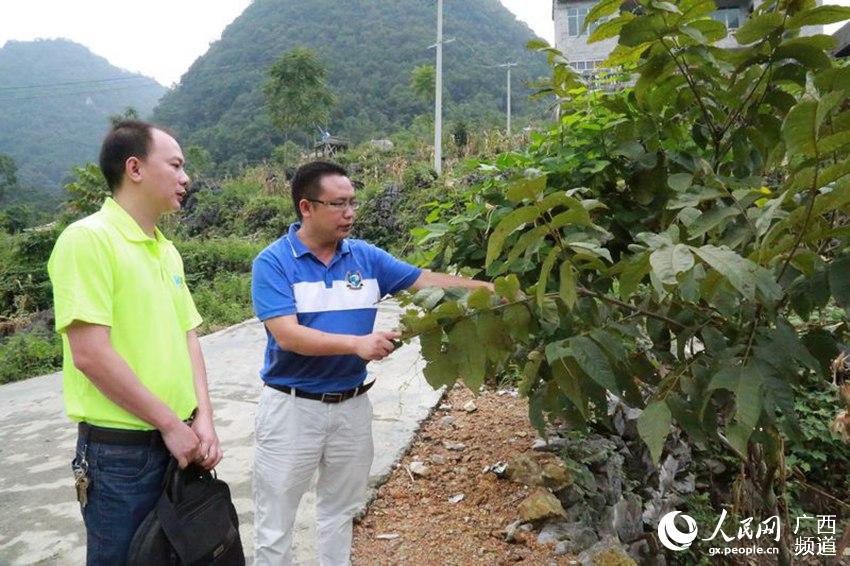 逻楼镇人口_凌云县逻楼镇布林村(2)