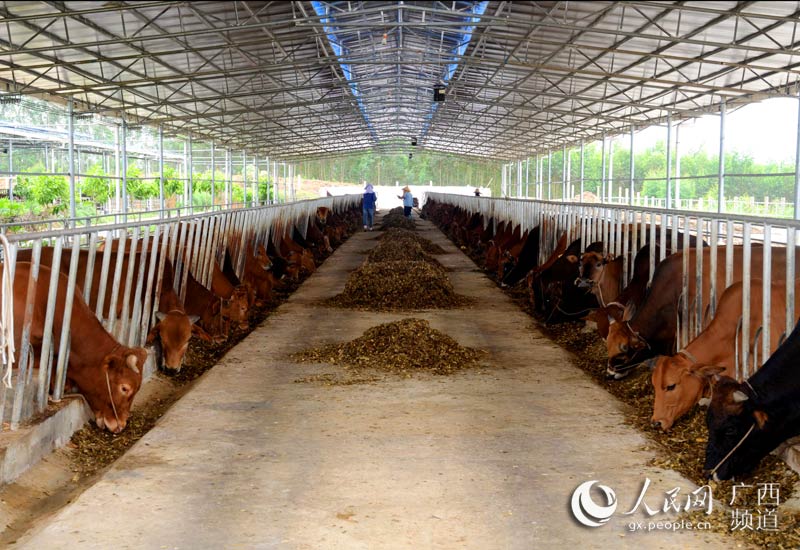 南宁大力发展林下经济 推进林产工业转型升级--人民网广西频道--人民网