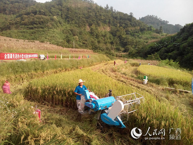 天峨:小型水稻收割机受农民欢迎