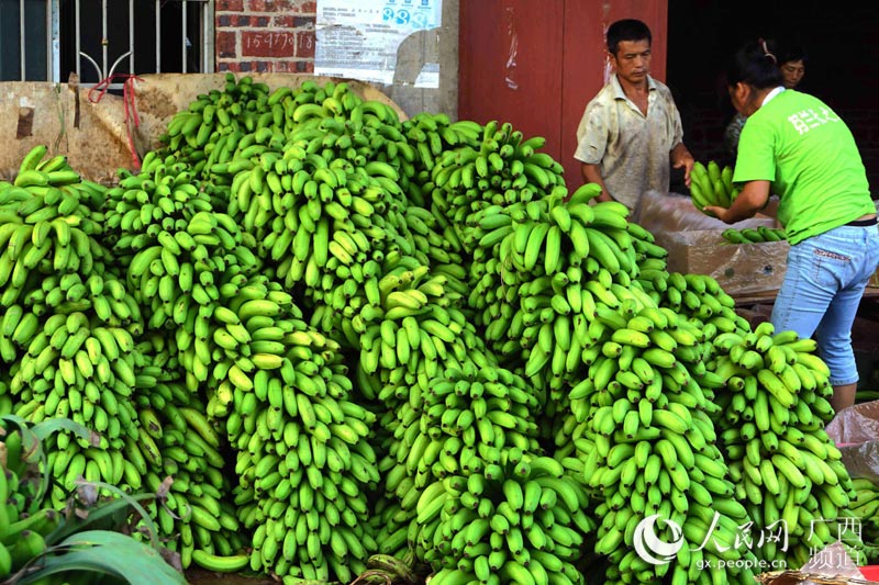 广西浦北香蕉遇熊市 蕉农增产不增收