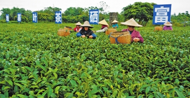 桂平市大力发展富硒农产品