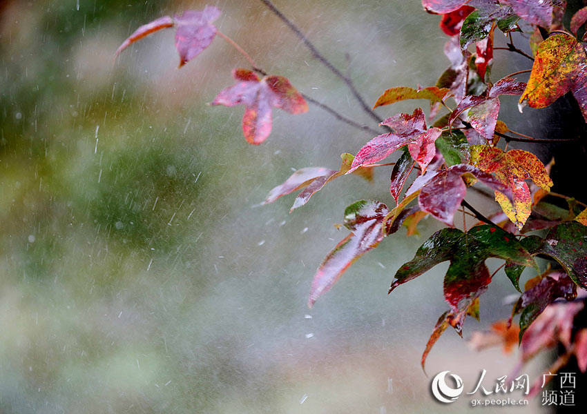 桂北冬日枫叶红