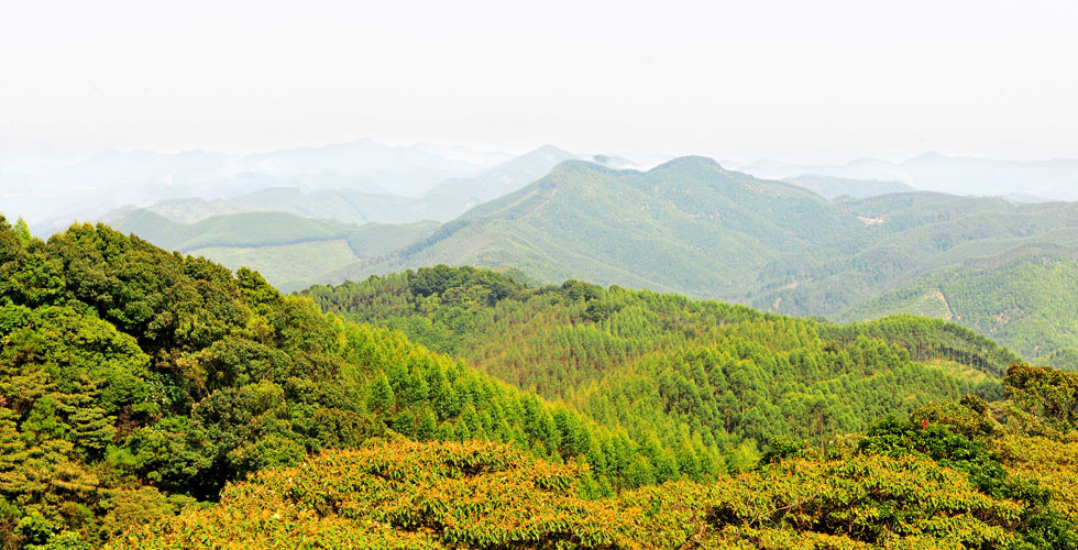 广西国有高峰林场简介