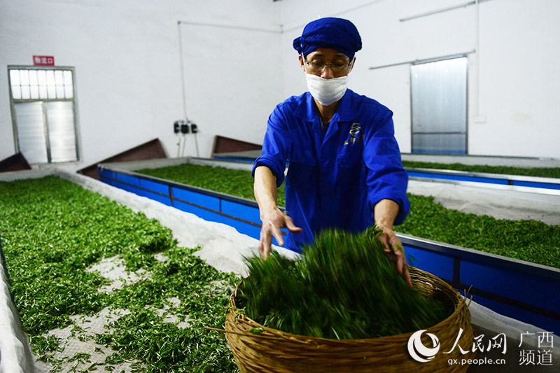 广西茶农赶制明前茶抢占春茶市场 图揭制作过