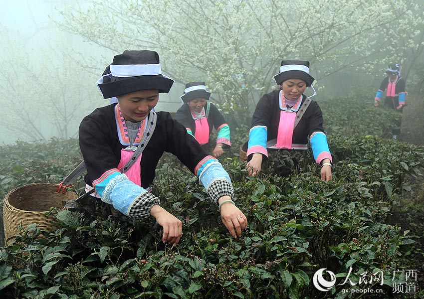 广西凌云白毫茶新品种春茶开采