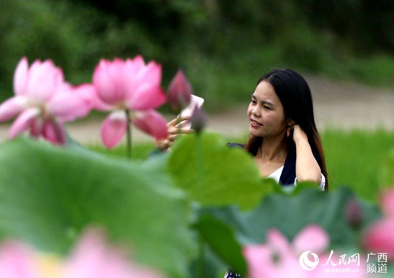 6月16日,人们在广西三江侗族自治县良口乡和里村荷花丛中赏花拍照