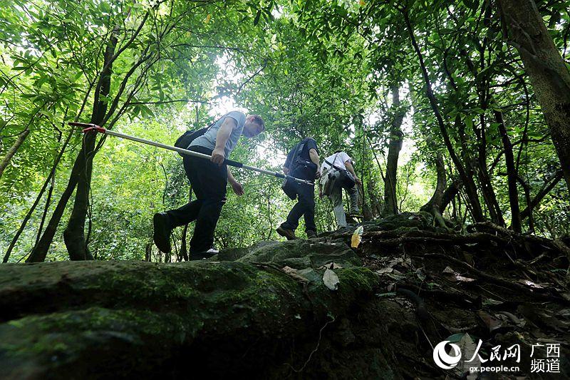 8月11日，广西柳州市融安县沙子乡古益村中胆屯，科考队员在森林内进行物种科考（谭凯兴/摄）