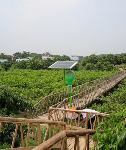 番石榴观光种植园