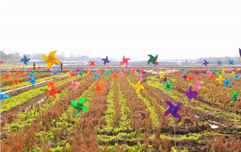 五彩田园500亩油菜花海美如画