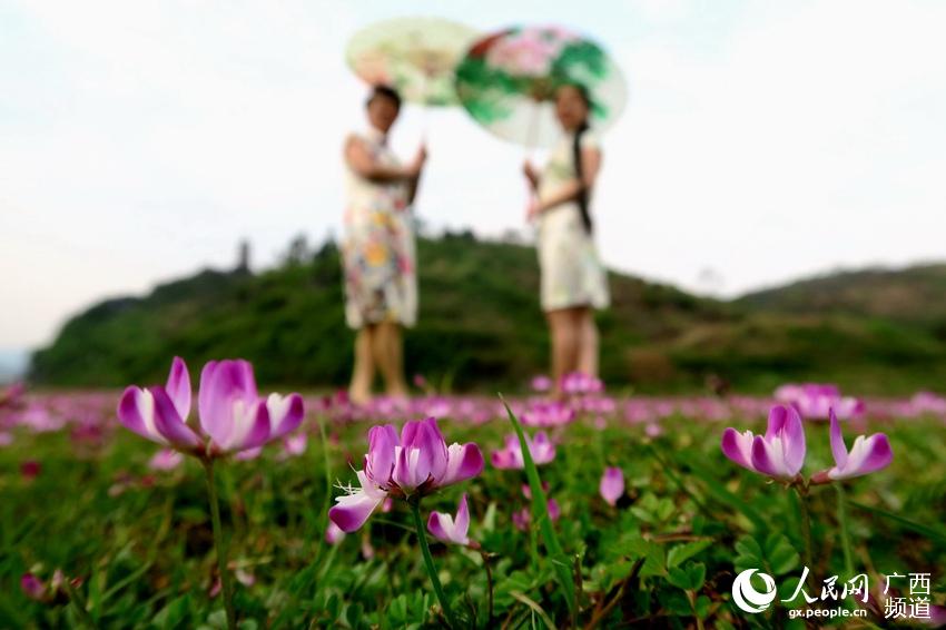 绿草茵茵，短剧的魅力与影响