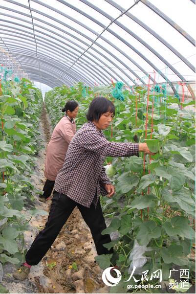 广西宁明大力发展无公害蔬菜种植