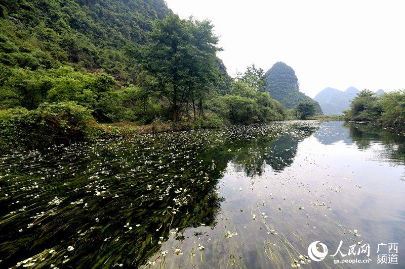 桂林永福百寿河：一条会开花的河