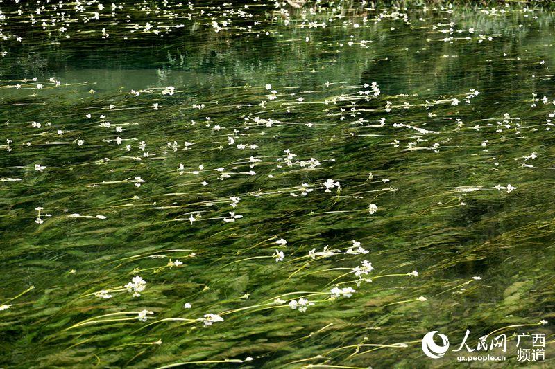 桂林永福百寿河：一条会开花的河