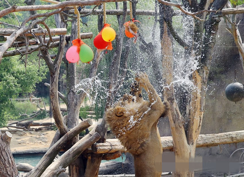 夏至暑气当令 看韩国爱宝乐园里动物们如何花