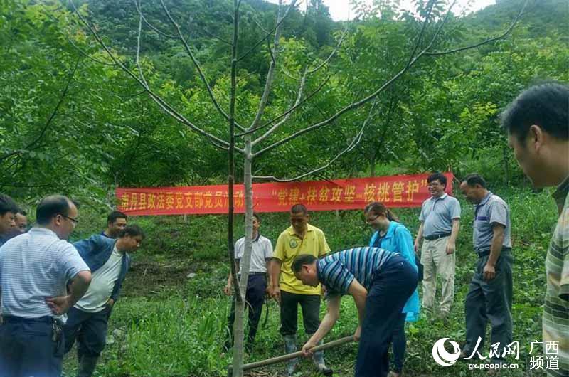 南丹縣委常委、政法委書記黃幸樂與支部黨員一道給核桃進行科學護理