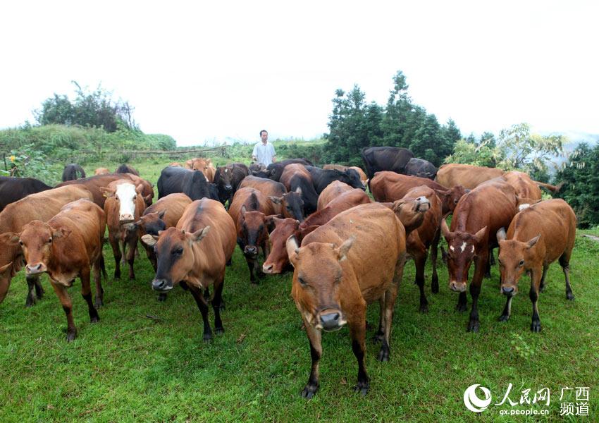 广西融水:深山农民抱团养殖香黄牛致富